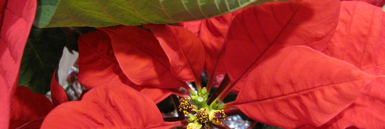 Close-up photo of pointsettia